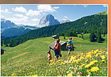 prato di fiori nelle Dolomiti